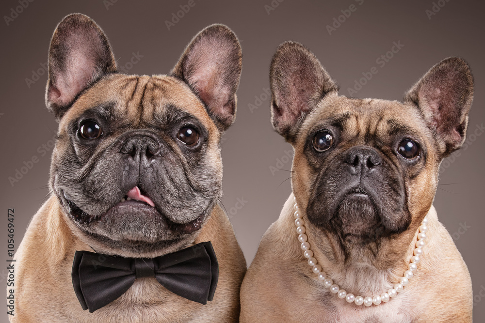 French bulldogs isolated over brown background