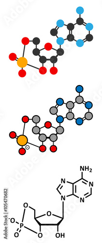 Cyclic adenosine monophosphate (cAMP) second messenger molecule.