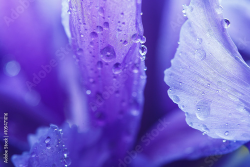 Purple Iris petals with water droplets