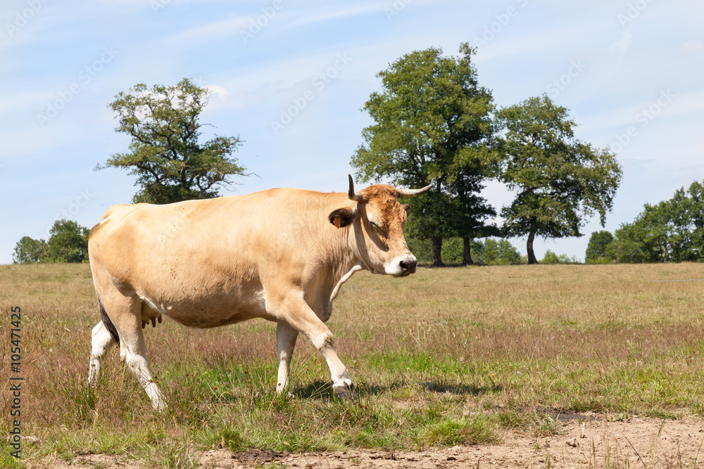 Aubrac beef cow walking across a pasture  in sunshine with flies buzzing around her head, side view