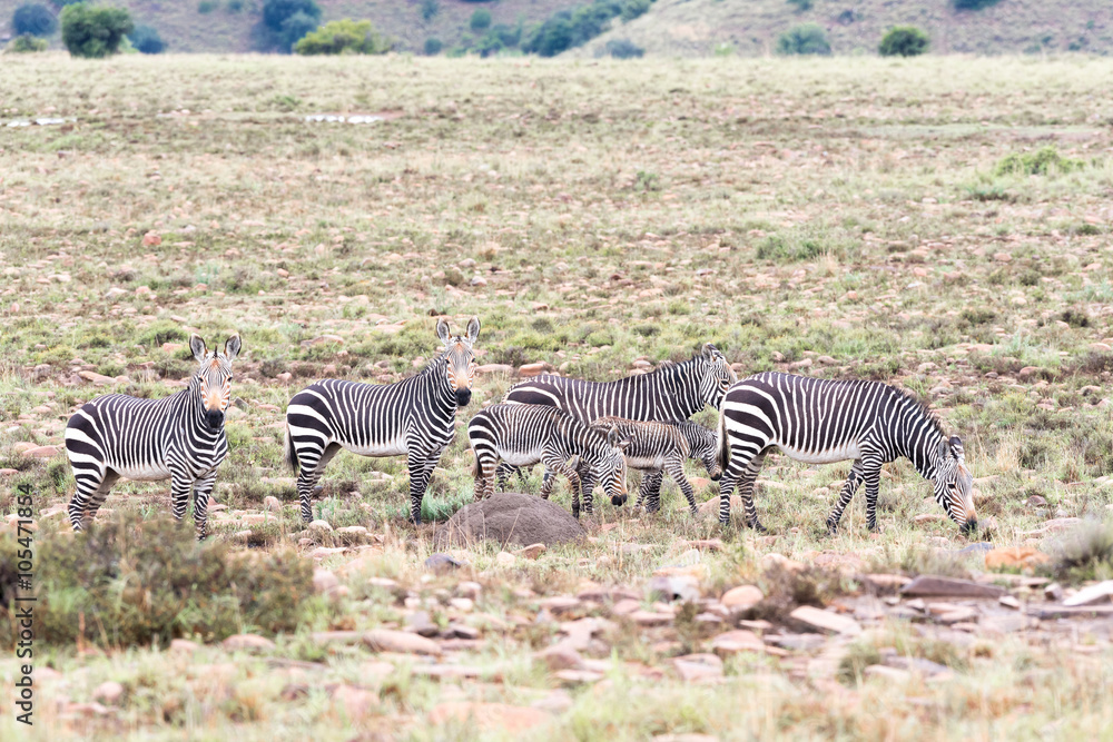 Obraz premium Wet mountain zebras