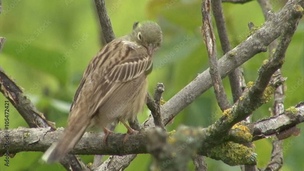 Small bird Ortolan bunting singing and displaying landed on a branch after migration Small bird Ortolan bunting singing and displaying landed on a branch after migration