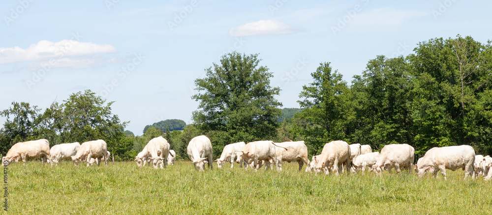 Large herd of white Charolais beef cattle with cows and calves grazing in a grassy pasture in a panoramic view 