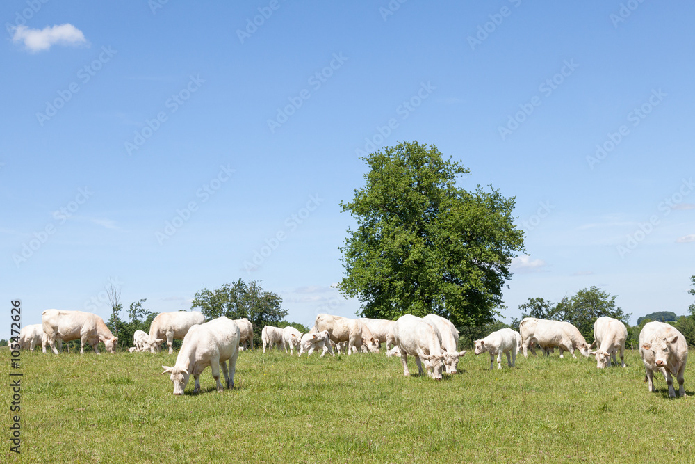 Breeding herd of white Charolais beef cattle with cows and calves grazing in a lush green pasture under a sunny blue sky with copy space