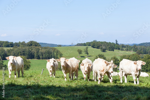 фотографія Herd of curious white Charolais beef cattle or cows in a hilltop pasture in rura