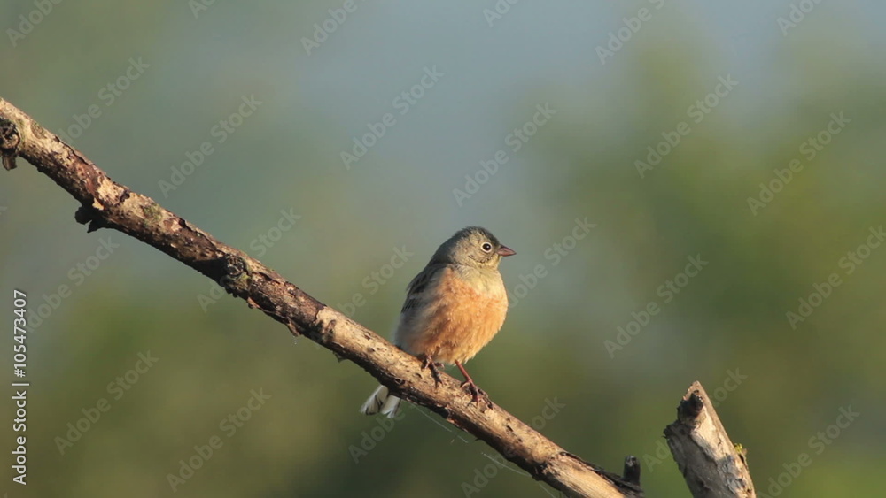 Small bird Ortolan bunting singing and displaying landed on a branch after migration Small bird Ortolan bunting singing and displaying landed on a branch after migration