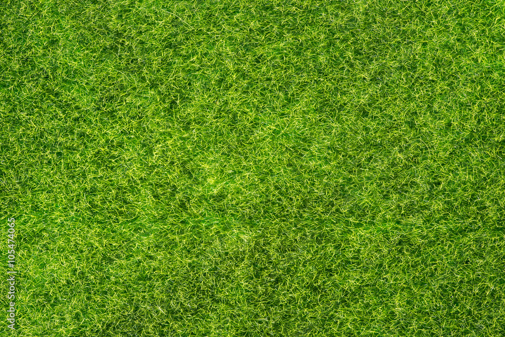 Fototapeta premium Grass texture