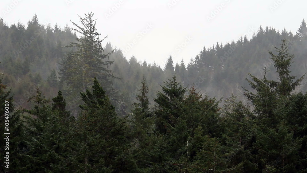Sped Up Evergreen Trees With Clouds Moving In Rain Depoe Bay Oregon
Sped Up Evergreen Trees With Clouds Moving In Rain Depoe Bay Oregon