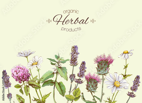 Vector vintage banner with wild flowers and medicinal herbs. Design for cosmetics, store, beauty salon, natural and organic, health care products.Can be used like a greeting card.With place for text