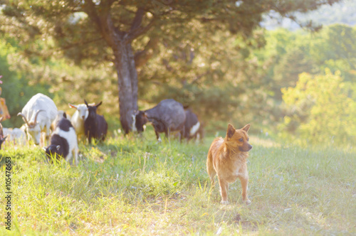 Canvas Print Little goatherd in the summer