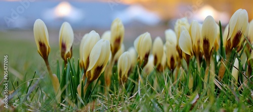 Group of pale yellow crocus