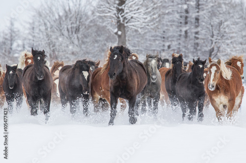 冬の馬 © makieni