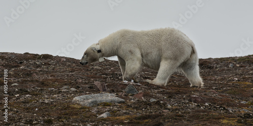 Female Polar Bear with collar on Andøyane, Liefdefjorden, Spitsbergen © tobiasbrehm