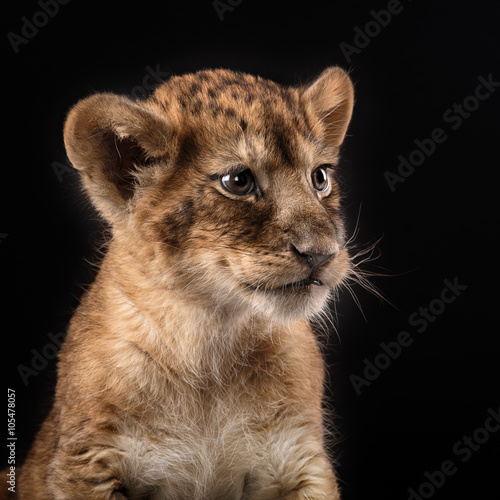 Fototapeta Naklejka Na Ścianę i Meble -  little lion cub  on black background