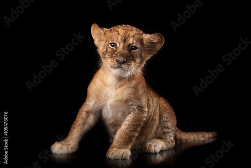 little lion cub on black background