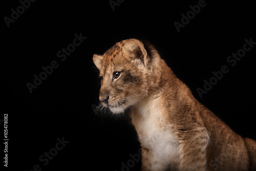 little lion cub on black background