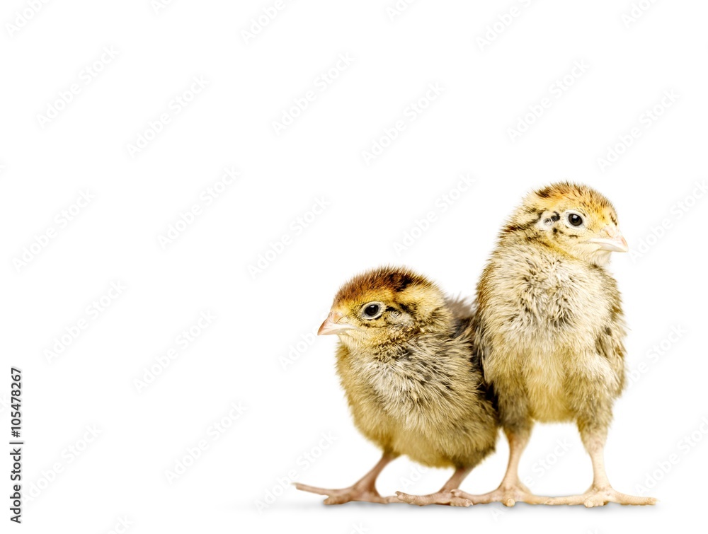 Fototapeta premium Three.