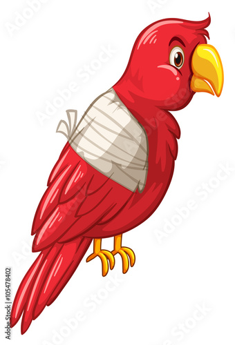 Parrot bird is injured