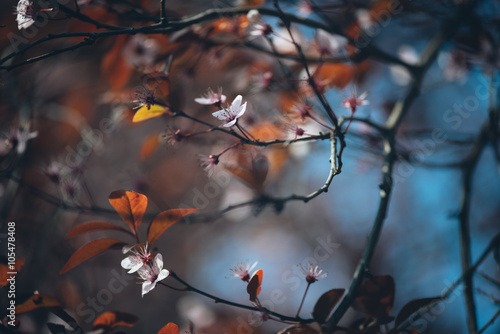 Colorful photo of tree blossoms on natural light and with selective focus. Short depth of field for dreamy soft background.