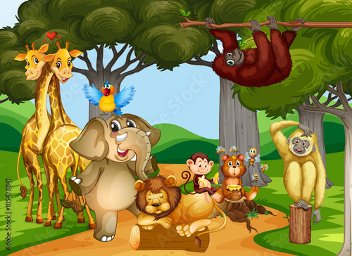 Wild animals living in the forest