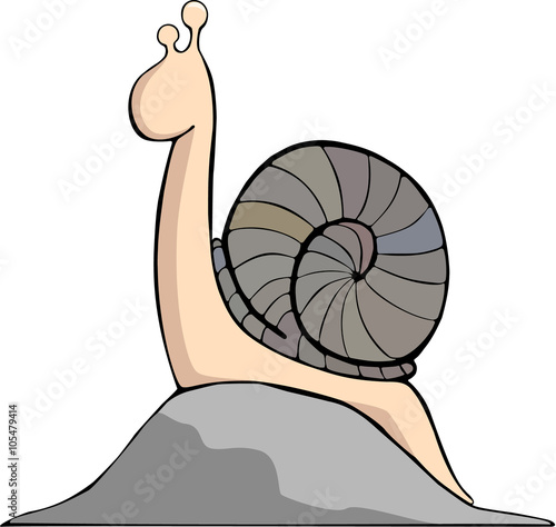 Snail on a Rock