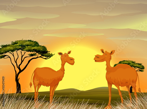 Camels standing in the field at sunset
