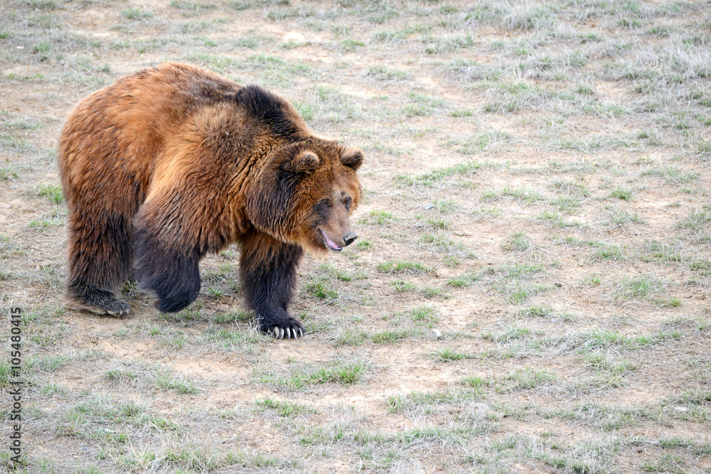 Naklejka premium Grizzly Bear, while on the California state flag, has been extirpated from the state and lives only in select areas in the United States including limited areas in the rocky mountains and Alaska