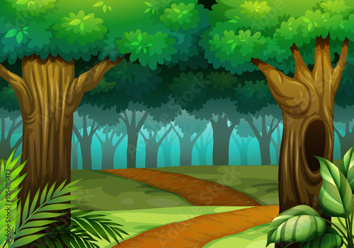 Forest scene with trail in the woods