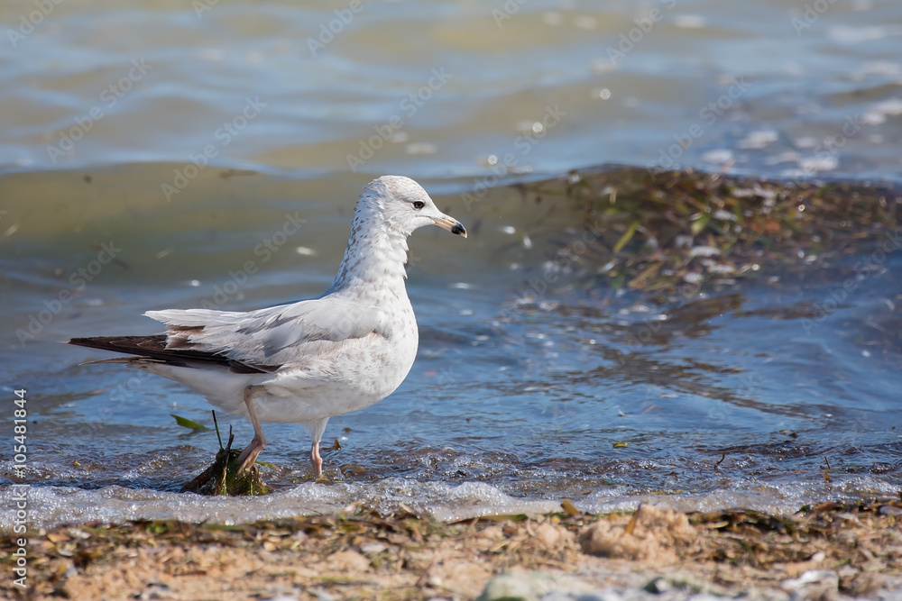 Fototapeta premium Juvenile Herring Gull Larus argentatus