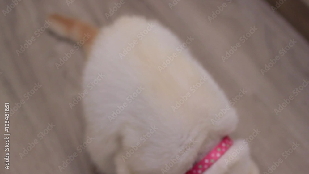 A female cat look at the camera A female cat look at the camera