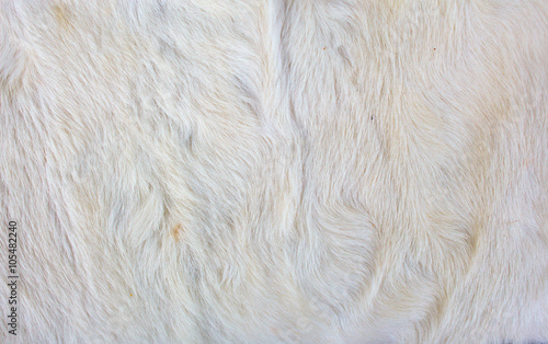 Close up white calf textured background