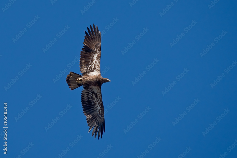 Juvenile bald eagle flying