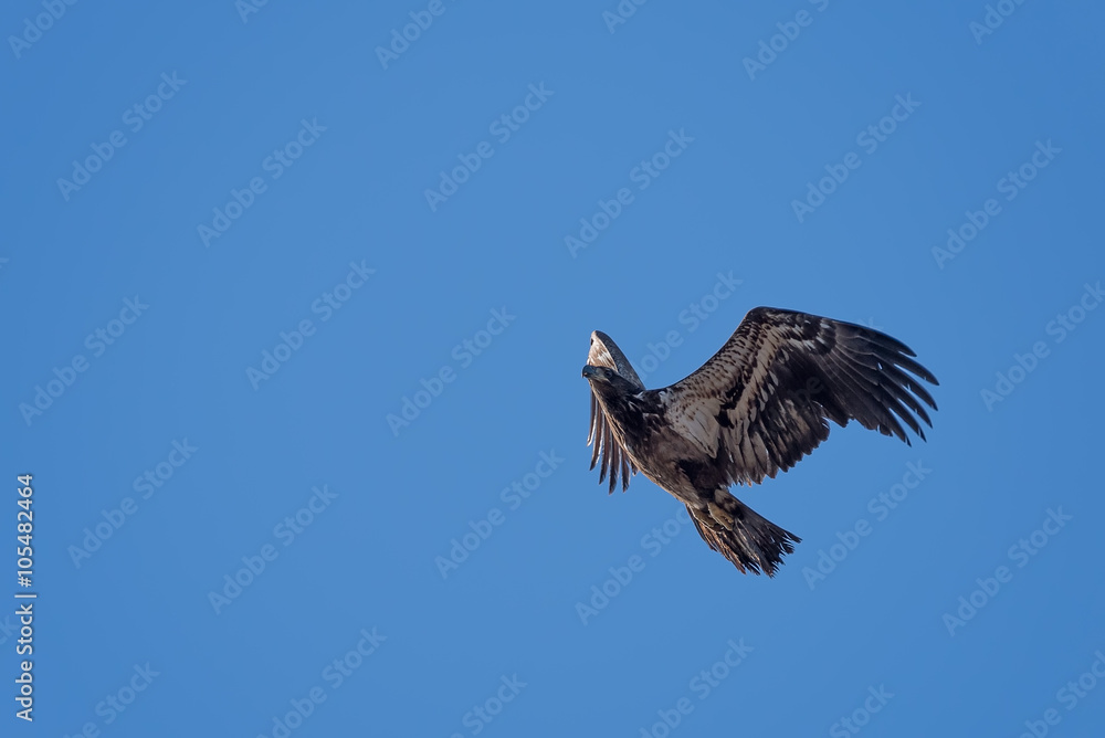 Obraz premium Juvenile bald eagle in flight