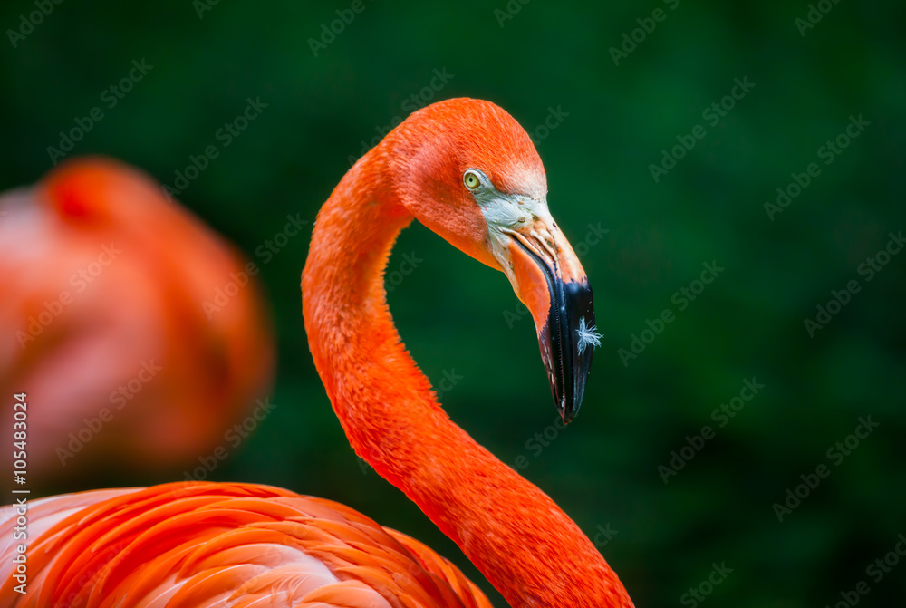 Obraz premium flamingo with a feather on his beak / Flamingo mit Feder auf dem Schnabel