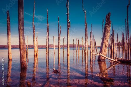 Old trees and a wood duck nest box are staggered on cool clear water in warm sunset setting at the Merrill Creek Reservoir in New Jersey photo