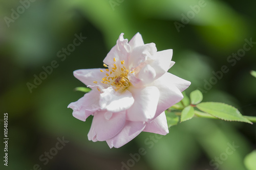 Close up of light pink roses blossoms