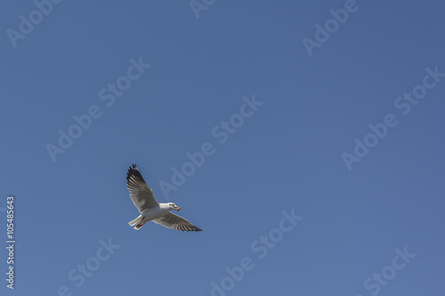 Flying Seagull with clear blue sky