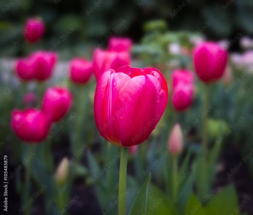Grouping of Pink Tulips up Close. Grouping of Pink Tulips up Close.
