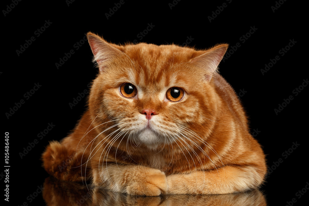 Closeup Red British cat Lying with cute paws isolated, Black Closeup Red British cat Lying with cute paws isolated, Black