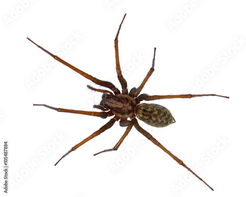 Black hairy House spider isolated on white
