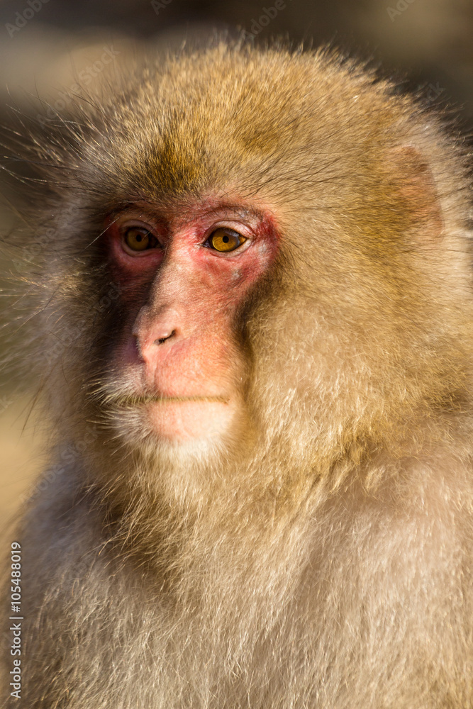 Monkey Monkey