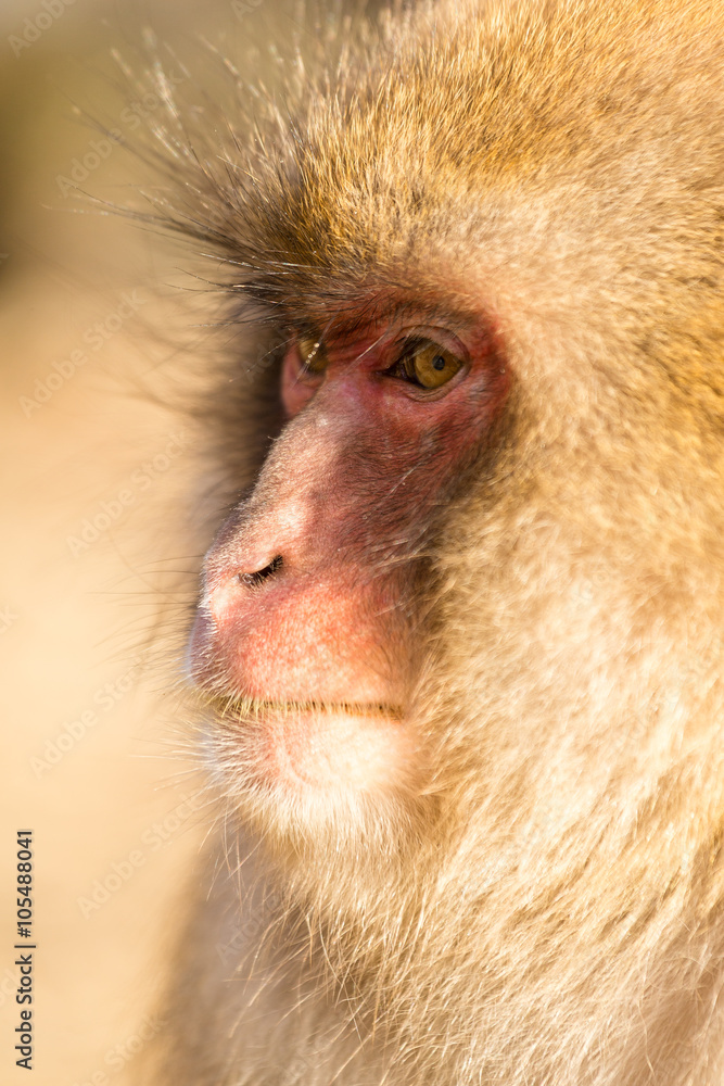 Obraz premium Side profile of snow monkey