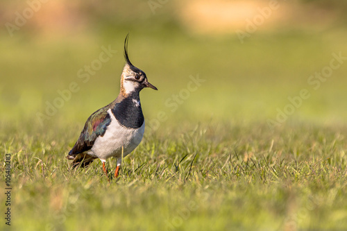 Northern lapwing on the look out