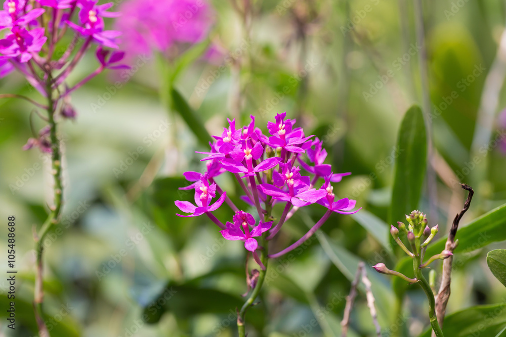 orchids purple Is considered the queen of flowers in Thailand orchids purple Is considered the queen of flowers in Thailand