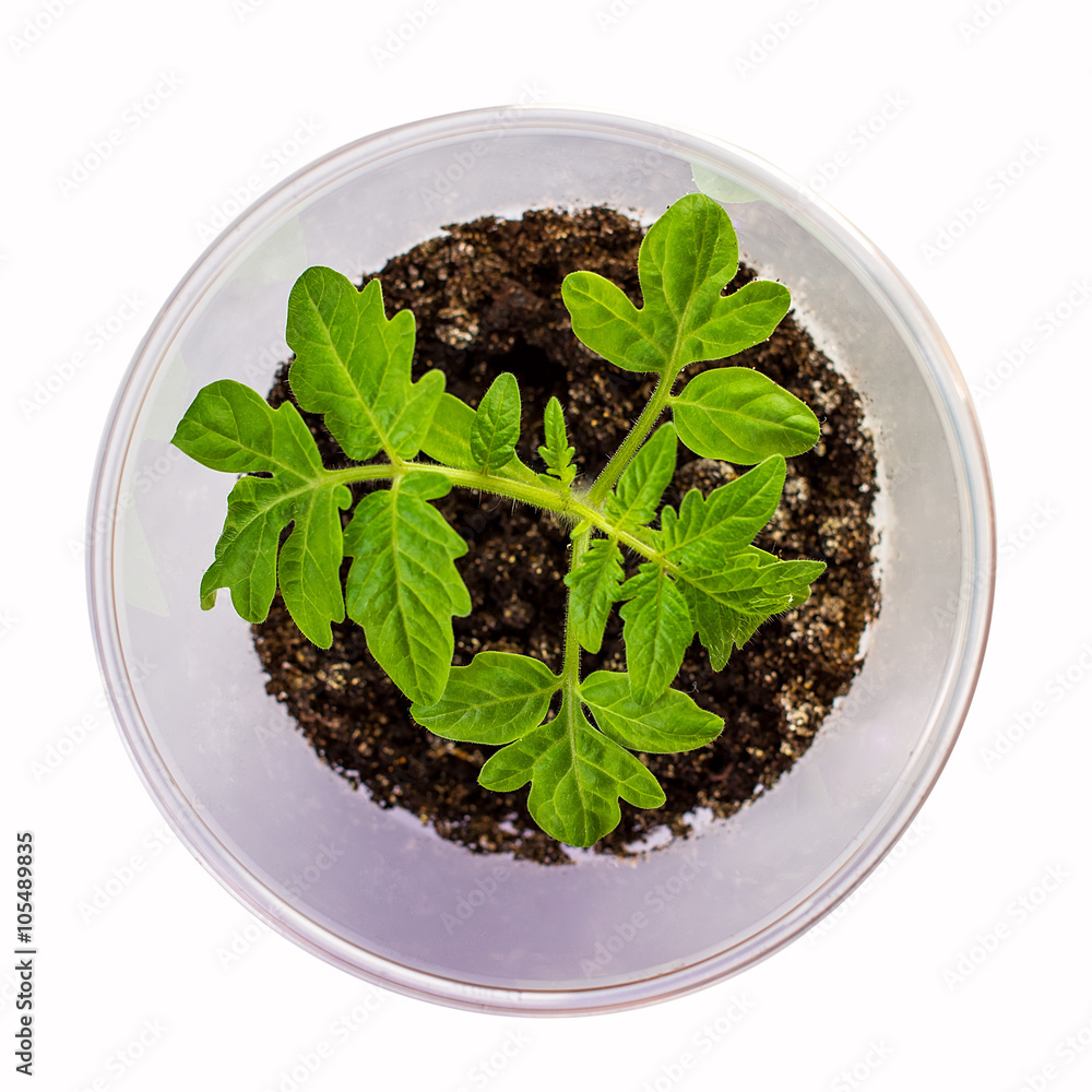 Tomato seedlings in a plastic disposable cup Tomato seedlings in a plastic disposable cup