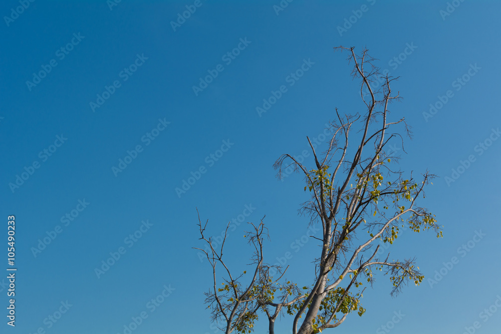 Lone bodhi tree with sky as a background. Lone bodhi tree with sky as a background.