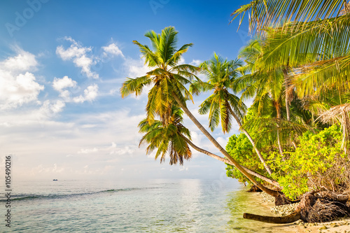 Beautiful palm trees on maldivian beach