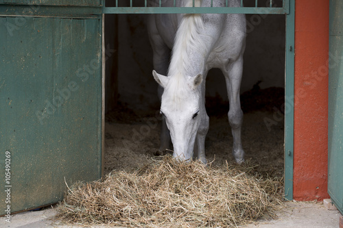 Fototapeta Naklejka Na Ścianę i Meble -  Horse