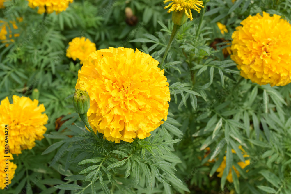world of flower world of flower