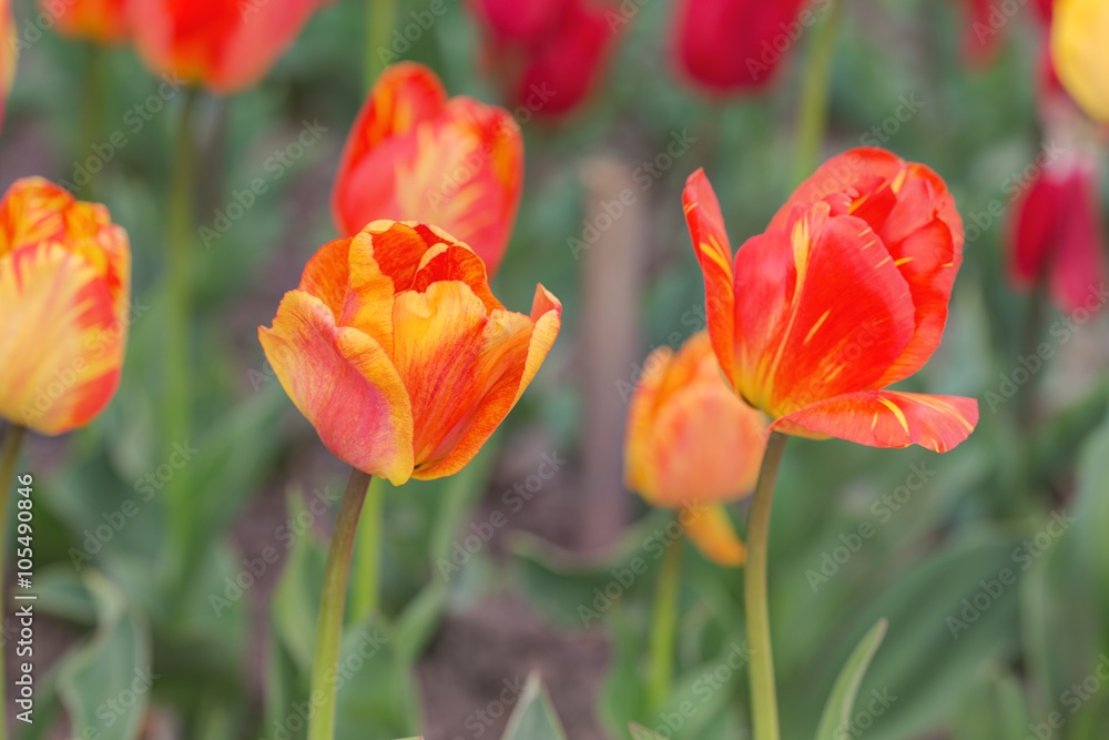 Obraz premium tulips in spring closeup